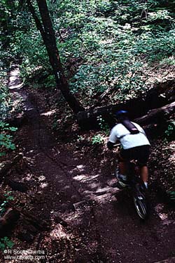 log steps down Aspen Draw