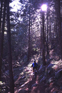 Evergreen singletrack - Crystal Spring Trail