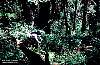 Fern gully