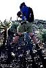 Cholla magnet
