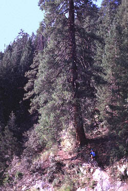 Crystal Spring Trail