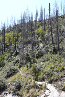 Crystal Spring Trail