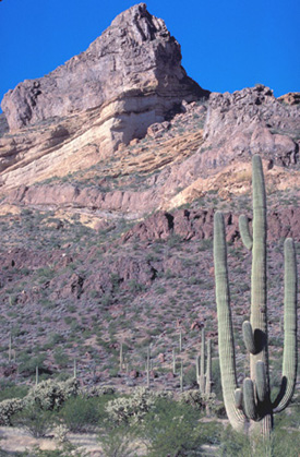 Organ Pipe Cactus NM