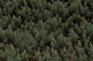 Boreal Forest