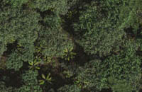 Rainforest